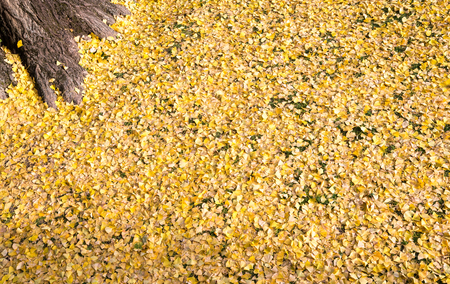Girl under vivid yellow ginkgo leaves during autumn timeの写真素材