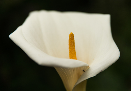 White calla lily flower isolatedの写真素材