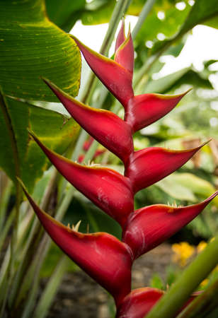 Beautiful exotic flower on Madeira island, Portugalの写真素材