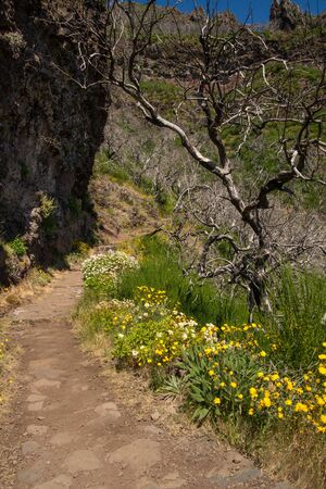 Scenic hiking trail on island of Madeira in Portugalの写真素材