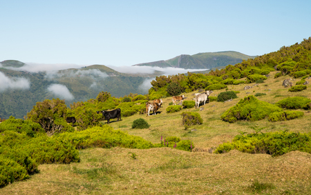 Green landscape with cows on Madeira island, Portugalの写真素材