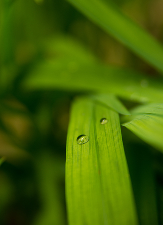Morning dew drop on green leafの写真素材