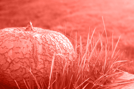 Big pumpkin on green grass in side sunset light, low angle. Place for text. Color of the year 2019. Living coral.の写真素材