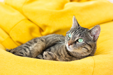 Cute tabby cat with green eyes lies on bright yellow bean bag. Boring mood.の写真素材