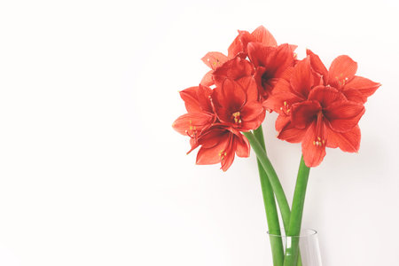 Three amaryllis coral color in glass vase on white background. Color trend of the year. Place for...