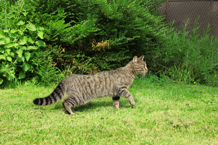 Cute tabby cat walking outdoor on green grass. Side view.の写真素材