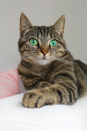 Cute tabby cat with green eyes lies on white couch. Boring mood.の写真素材