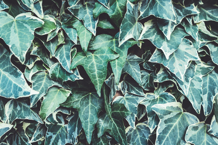 Green ivy on a wall background. Natural texture.の写真素材