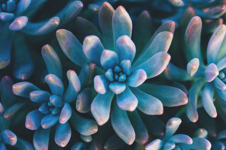 Top view of succulent plant. Abstract natural pattern background.