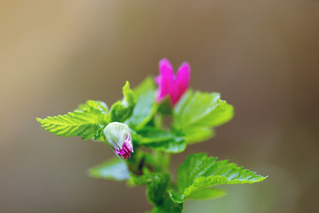 Bud of pink flower on a branch in the spring. Close-up view,の写真素材