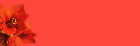 Coral amaryllis close up on red background. Shallow depth of field with soft focus. Banner for website.の写真素材
