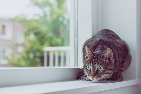 Cute tabby cat with green eyes lies on white windowsill.の写真素材