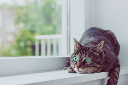 Cute tabby cat with green eyes lies on white windowsill.の写真素材