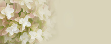 Background with beautiful white flowers. Selective focus. Banner for website with copy space.の写真素材