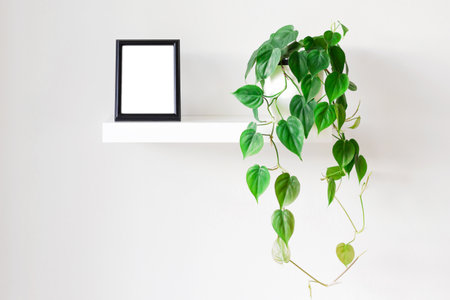 Black photo frame and indoor plant on white bookshelf. Home decoration. Place for design.の写真素材