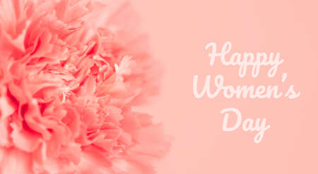 Pink carnation flower on light pink background. Soft focus. Holiday decoration concept. Happy Womens Day.の写真素材