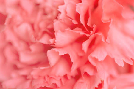 Blurred pink carnation flower. Abstract natural background. Selective focus.の写真素材