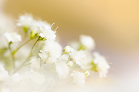 White flowers on blurred background. Soft focus. Holiday decoration concept.の写真素材