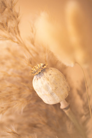 Bouquet of beautiful beige dried flowers. Selective focus, blurred background. Minimal home decoration concept.の写真素材