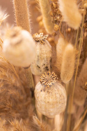 Bouquet of beautiful beige decorative dried flowers.の写真素材