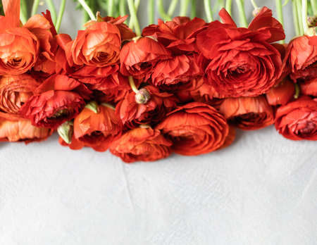 Red persian buttercup flowers on light gray background. Ranunculus asiaticus.の写真素材