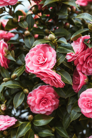 Beautiful pink camellia in a spring garden.の写真素材