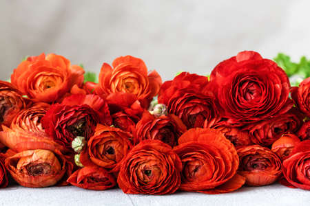 Red persian buttercup flowers on light gray background. Ranunculus asiaticus.の写真素材