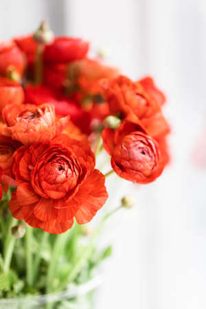 Front view of red persian buttercups in a glass vase on white background. Ranunculus asiaticus.の写真素材