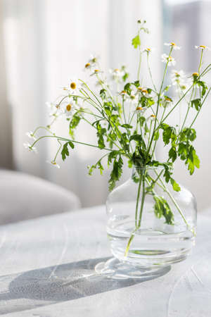 Bouquet of chamomile in a glass vase on light gray background in sunny day.の写真素材