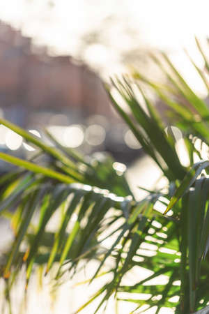 Abstract blurred background of palm tree leaves.の写真素材