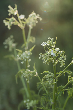 Delicate white wild flowers in spring time.