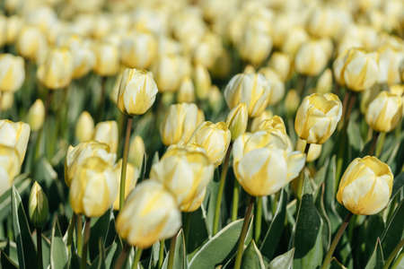 Blooming white tulip field. Floral spring background.の写真素材