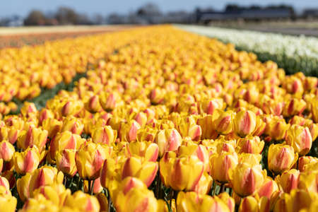 Blooming yellow tulip fields. Floral spring background.の写真素材