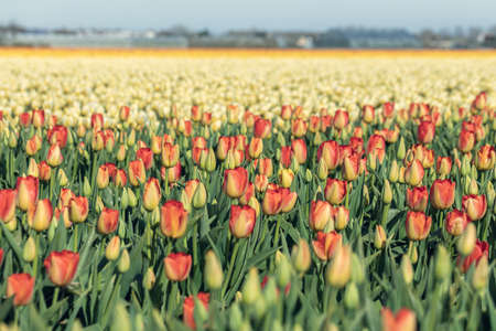 Blooming multicilor tulip fields. Floral spring background.の写真素材
