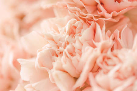 Close-up of beige carnation flower. Abstract nature background.の写真素材