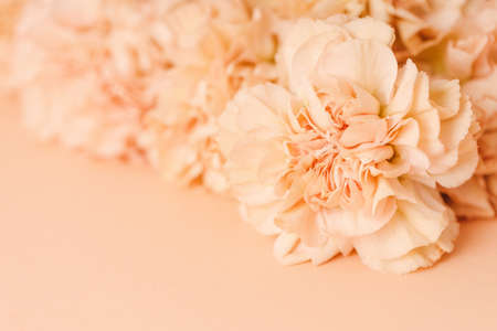 Close-up of beige carnation flower. Abstract nature background.の写真素材