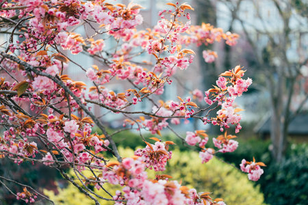 Blooming sakura in spring time on sunset.の写真素材