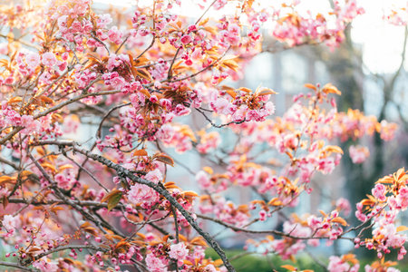 Blooming sakura in spring time on sunset.の写真素材