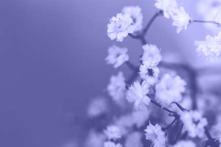 White flowers on blurred background. Soft focusの写真素材