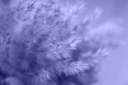 Close-up of dried Pampas plumes very peri color.の写真素材