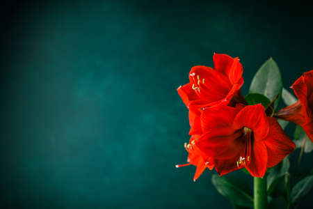 Red amaryllis on dark green blue background.の写真素材