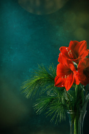 Red amaryllis on dark green blue background.の写真素材