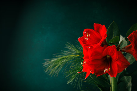 Red amaryllis on dark green blue background.の写真素材