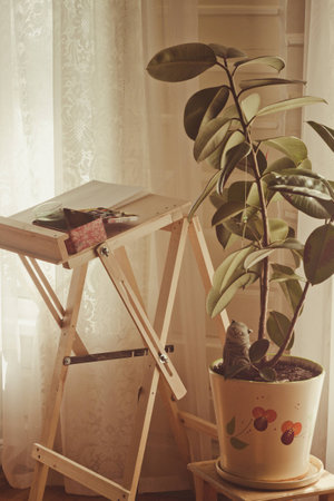 Young artist's easel for watercolor drawing in a bright room with a ficus plant in a flowerpotの写真素材