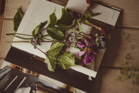 Fresh picked up flowers in a book for herbariumの写真素材