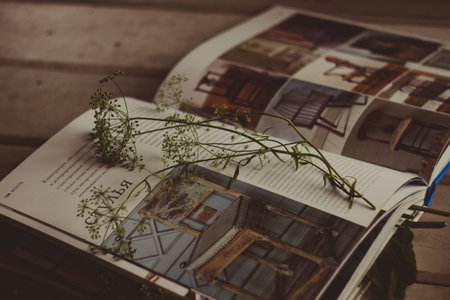 Dill for the herbarium in a book with style furnitureの写真素材