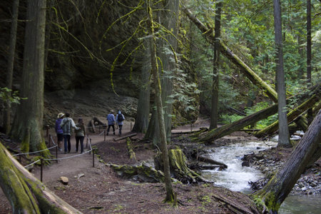 Through the forest by the creekの写真素材