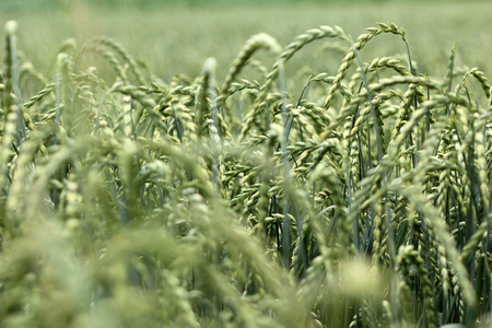 field of corn, spelt, cropの写真素材
