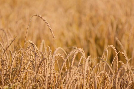 Field of ripe spelt plants