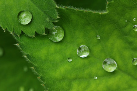 garden plants